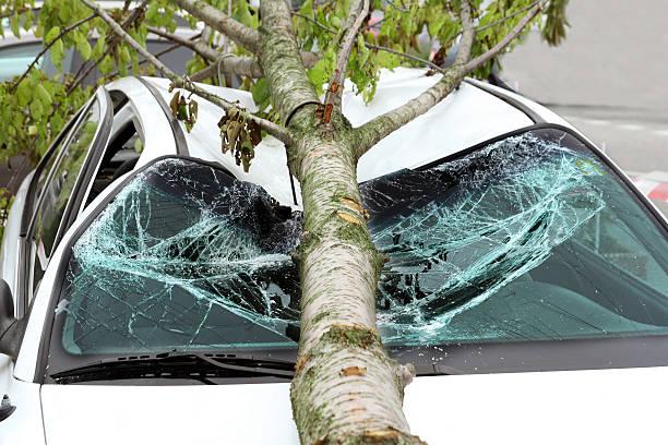 A large fallen tree branch has smashed the windshield and roof of a car.