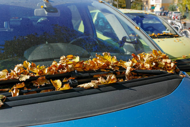 A pile of leaves sits on the windshield of a car.